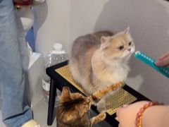 -琪喵猫屋·撸猫猫咖·猫舍