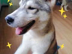 -Husky Go! 哈士奇体验馆·宠物咖啡厅狗咖