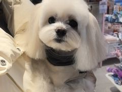 -FAELING PETS美天灵宠物(富力广场店)
