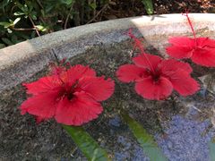 -三亚珠江南田温泉度假区