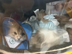 -谐和益家动物医院·免疫绝育·血液透析·宠保定点医院(高新伊藤分院)