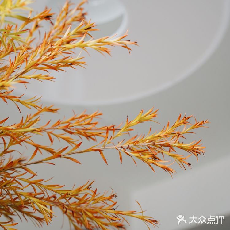 秋意浓｜30元一把的千层金，入手不亏的绿植