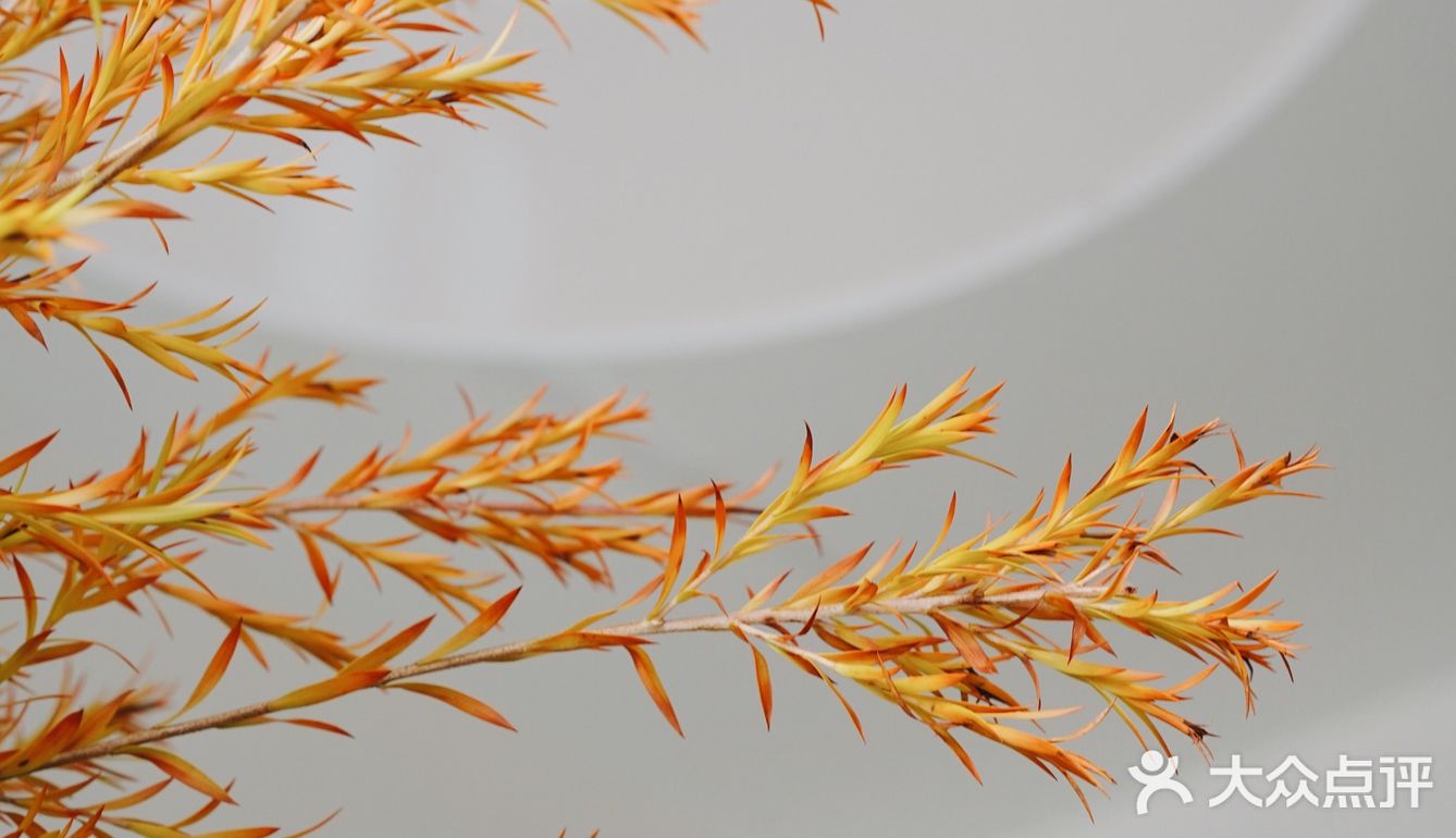 秋意浓｜30元一把的千层金，入手不亏的绿植