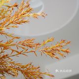 秋意浓｜30元一把的千层金，入手不亏的绿植