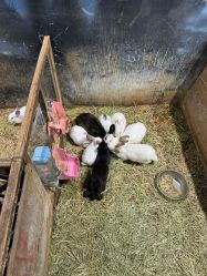 -酷嗒动物文化乐园(cutezoo西溪乐天城店)