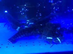 -AZUR聚(香格里拉饭店)