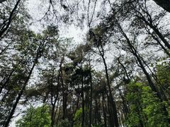 -铁山坪森林公园