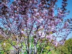 -西京湾花海