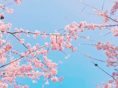 -南山植物园