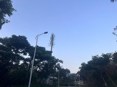 -梧桐山风景名胜区