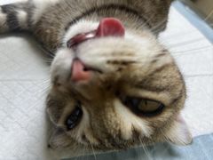 -乐琪宠物医院·犬猫专科·骨外科·急重症