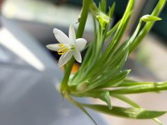 -花草间花行(法华镇路店)