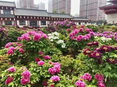 -曹州百花园