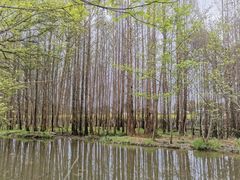 -桤木河湿地公园