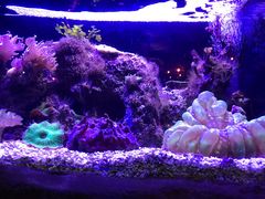 -悉尼海洋生物水族馆