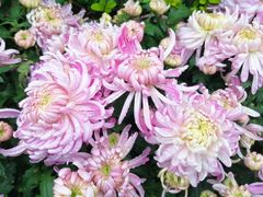 -重庆市江北嘴中央商务区中央公园