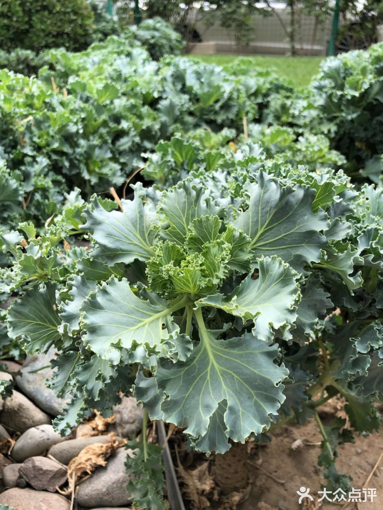 “超级食物”羽衣甘蓝，这些人吃了会伤身！