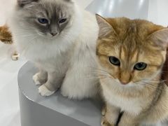 -糯米喵星人·撸猫猫舍咖啡馆(西市场嘉华店)