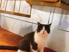 -遇见羊驼·奶狗咖·布偶猫咖·法斗柯基柴犬阿拉斯加(春熙路太古里IFS店)