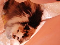 -瑞派·关忠动物医院·猫专科·犬专科(三环新城店)
