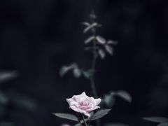 -圣约瑟夫大教堂
