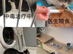 -瑞派天使宠物医院·神经外科·骨科·核磁(洛川中路店)