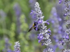 android_upload_pic-北京东方普罗旺斯薰衣草庄园