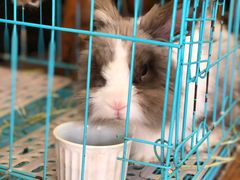 -志龙皇冠吃货椰子铺