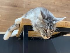 -瞄一喵猫咖(格力海岸店)