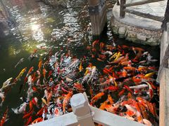 -南宫五洲植物乐园