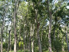 景点-济南森林公园