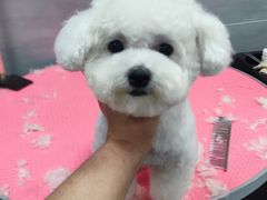 -宠福鑫康馨动物医院·骨科·眼科