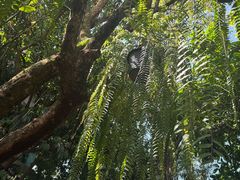 -Fern Forest Cafe
