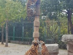 -上海野生动物园老虎餐厅
