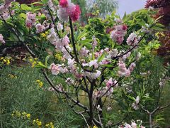 -南汇桃花村