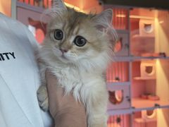 -麒麟缅因猫舍·十五年缅因猫选购中心