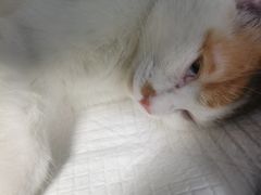 -纳吉亚猫专科动物诊疗中心(蒋宅口分院)