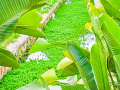 -光明小镇欢乐田园