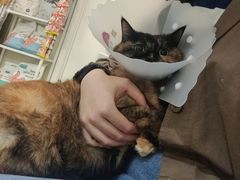 -纳吉亚猫专科动物医院(康都外科中心)