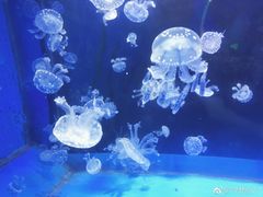 -泉城欧乐堡海洋极地世界
