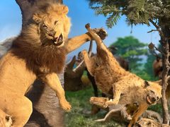 -国家自然博物馆