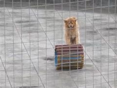 -石家庄市动物园