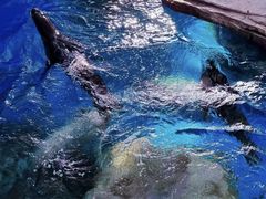 -海合安武汉极地海洋公园