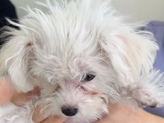 -美联众合动物医院·24h京西诊疗中心