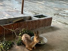 -深圳野生动物园