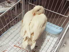 -怪兽屋·羊驼·猫咖·狗咖(俊华广场店)