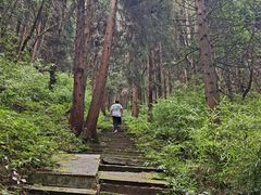 -武陵山森林公园