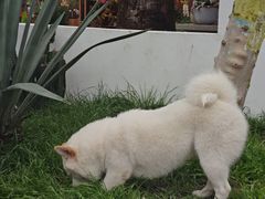 -自由生长植物工作室(深港花卉中心店)