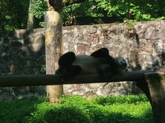 -都江堰中华大熊猫苑