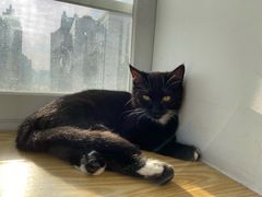 -Heymao猫咖.咖啡厅(东门店)
